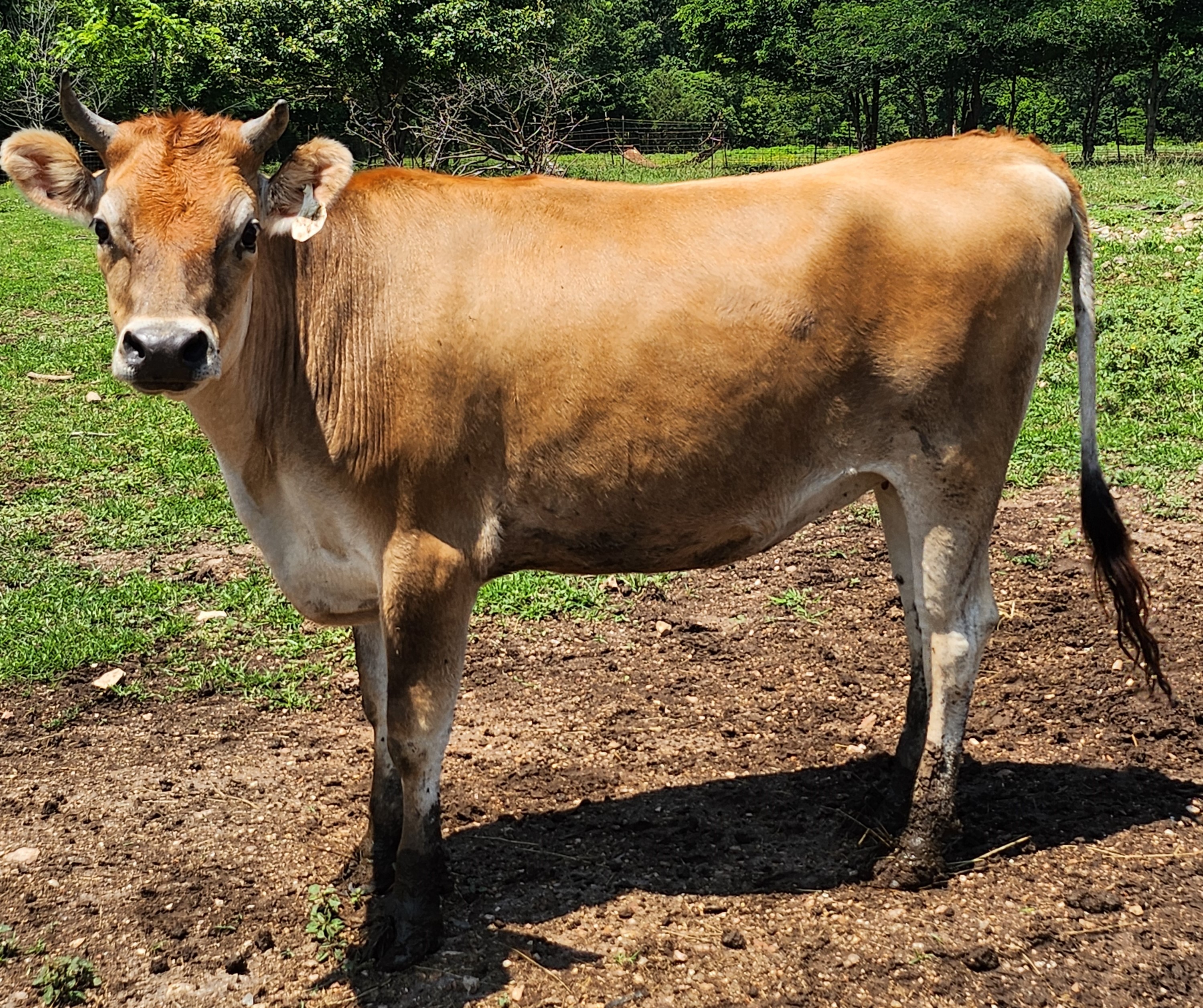 Jersey Cattle for sale - Professional Breeders/Closed Herd